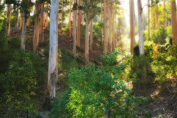 eucalyptus tree varieties