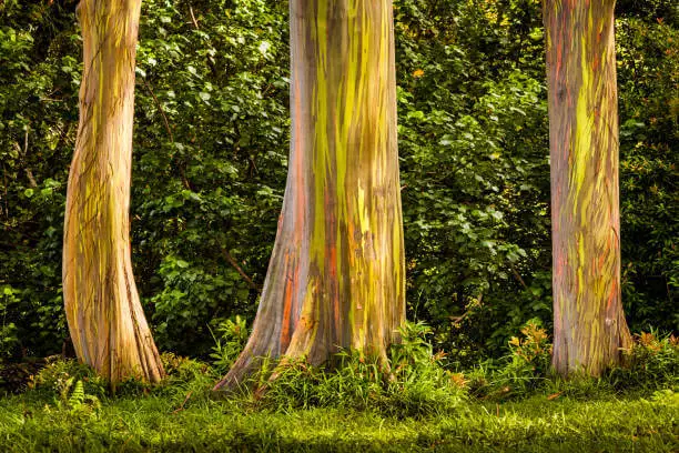 rainbow eucalyptus wood