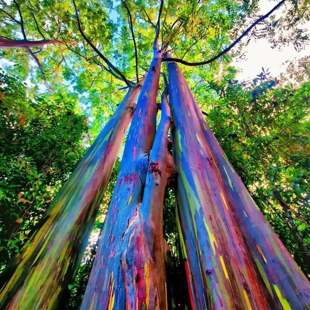 All About Rainbow Eucalyptus Wood That You Need To Know