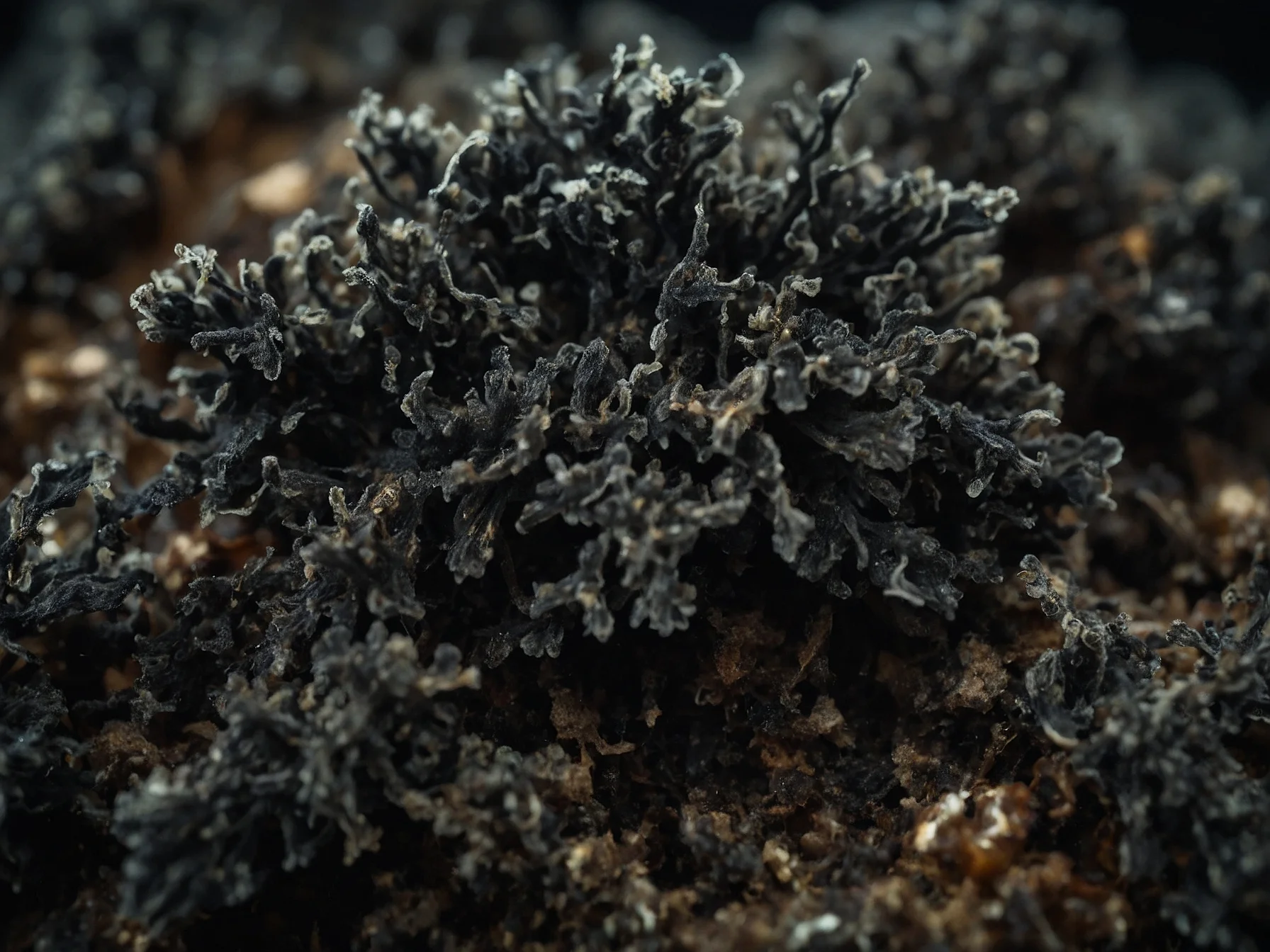 Bleach and Black Mold Does Bleach Kill Black Mold?